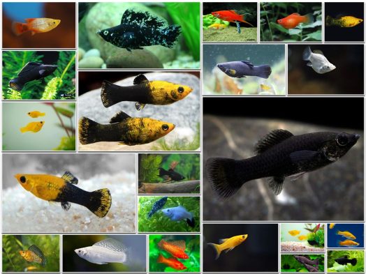 Types of Molly Fish