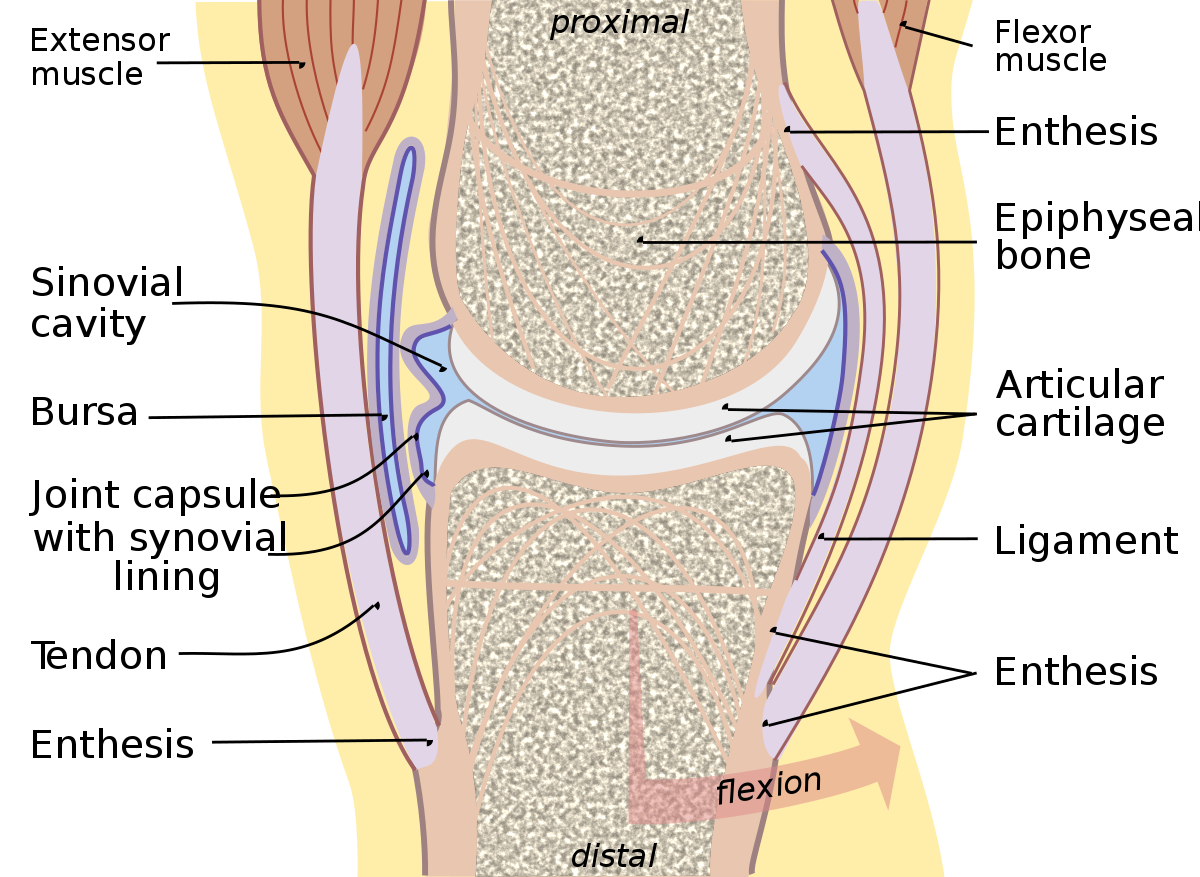 What Is A Joint Capsule